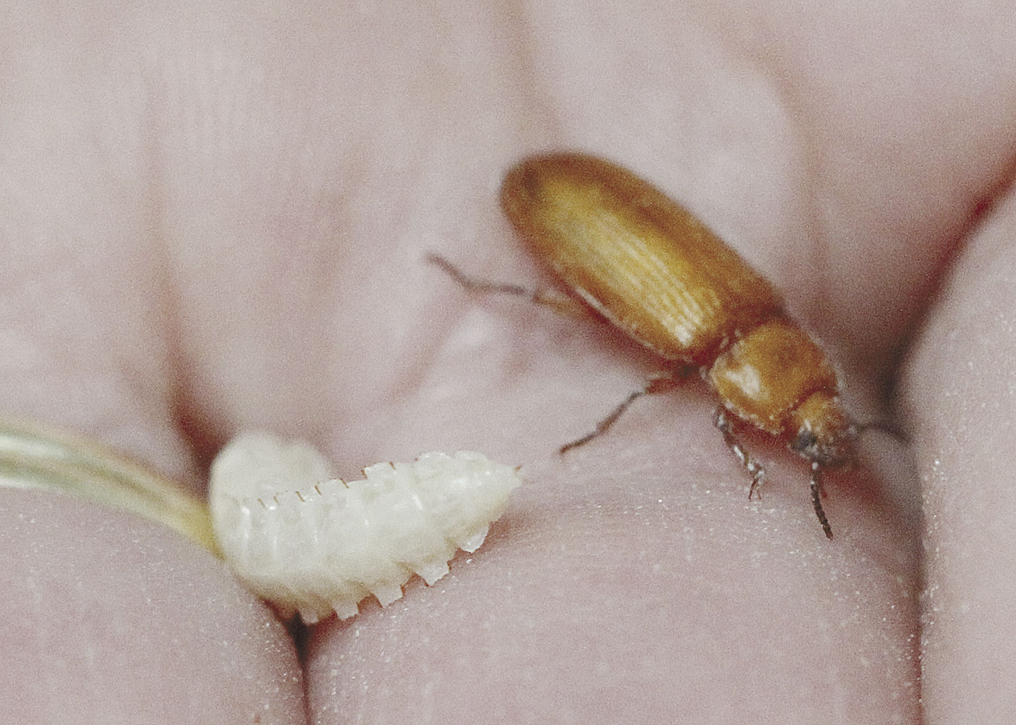 Mealworm pupa